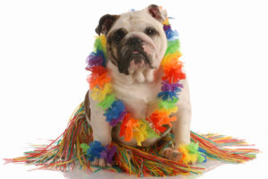 dog wearing rainbow lei and grass skirt