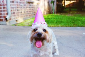 small white dog outside with birthday hat
